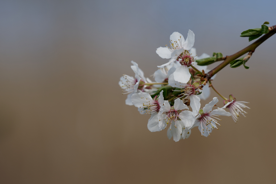 Kirschblüten, Neustädter See 2