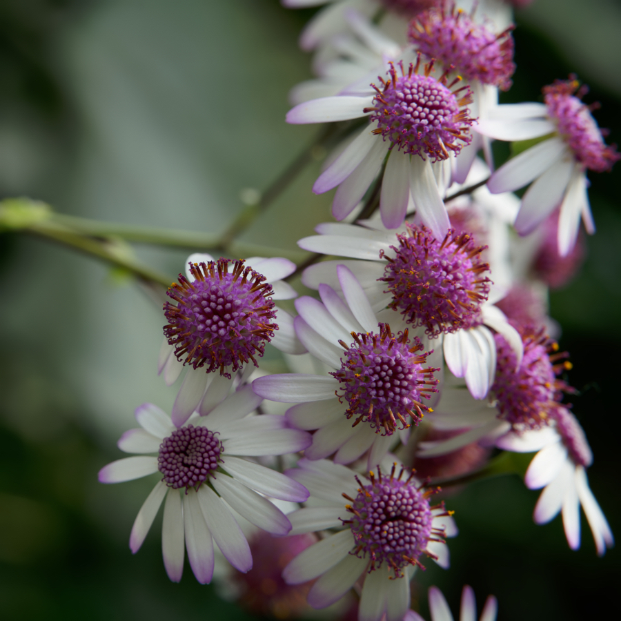 Schöne Blumen, Gruson-Gewächshäuser