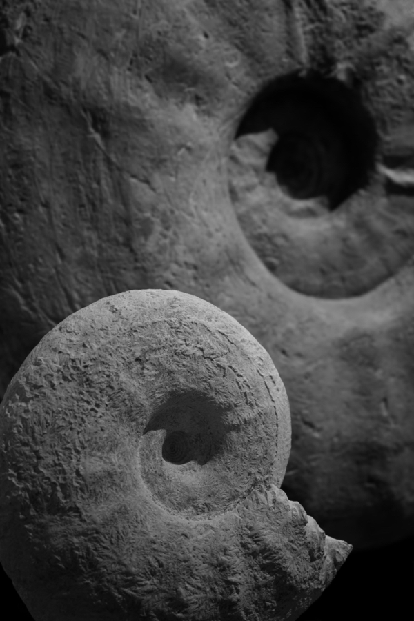 Für fast immer, Naturhistorisches Museum